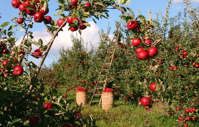Przechowywanie Jabłek w Chłodni - Wartość i Korzyści